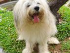 Tibetan Terrier Puppies