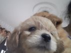 Tibetan Terrier Puppies