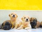 Tibetan Terrier Puppies