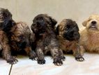 Tibetan Terrier Puppies