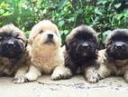 Tibetan Terrier Puppies