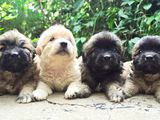 Tibetan Terrier Puppies