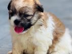 Tibetan Terrier Puppies
