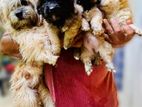 Tibetan Terrier Puppies