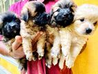 Tibetan Terrier Puppies