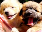 Tibetan Terrier Puppies