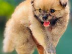 Tibetan Terrier Puppies