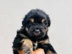 Tibetan Terrier Puppies