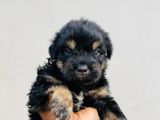 Tibetan Terrier Puppies