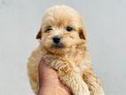 Tibetan Terrier Puppies