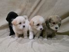 Tibetan Terrier Puppies