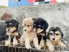 Tibetan Terrier Puppies