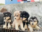 Tibetan Terrier Puppies