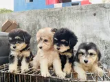 Tibetan Terrier Puppies