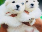 Tibetan Terrier Puppies