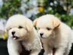 Tibetan Terrier Puppies