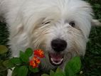 Tibetan Terrier Puppies