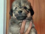 Tibetan Terrier Puppies
