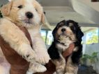 Tibetan Terrier Puppies