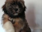 Tibetan Terrier Puppies