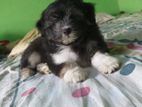 Tibetan Terrier Puppies