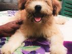 Tibetan Terrier Puppies