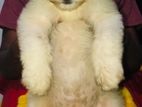 Tibetan Terrier Puppies