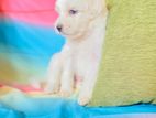 Tibetan Terrier Puppies