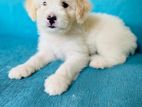 Tibetan Terrier Puppies