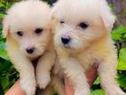 Tibetan Terrier Puppies