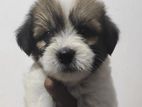 Tibetan Terrier Puppies