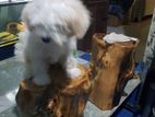 Tibetan Terrier Puppies