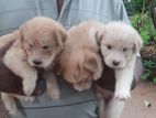 Tibetan Terrier Puppies