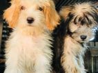 Tibetan Terrier puppies