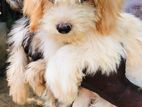 Tibetan Terrier Puppies