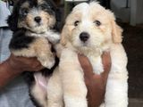 Tibetan Terrier Puppies