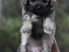 Tibetan Terrier Puppies