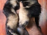 Tibetan Terrier Puppies