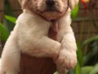 Tibetan Terrier Puppies