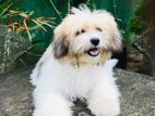 Tibetan Terrier Puppies