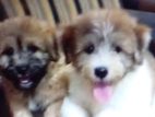 Tibetan Terrier Puppies