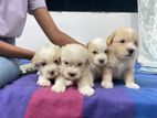 Tibetan Terrier Puppies