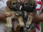 Tibetan Terrier Puppies