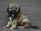 Tibetan Terrier Puppies
