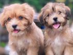 Tibetan Terrier Puppies