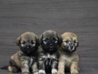 Tibetan Terrier Puppies