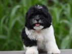 Tibetan Terrier Puppies
