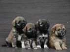 Tibetan Terrier Puppies