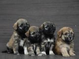 Tibetan Terrier Puppies