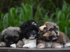 Tibetan Terrier Puppies